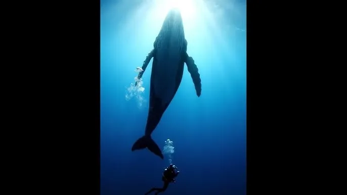 两个人免费视频在线观看高清BD - 深蓝星球：探索海洋深处的未知世界